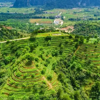 德高信T三有机茶园