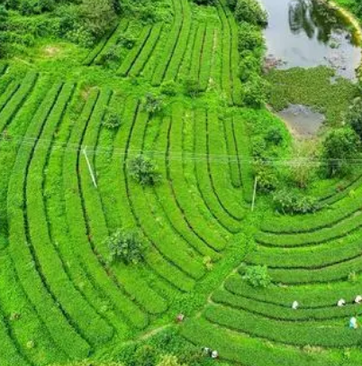 茗皇茶生态文化茶园