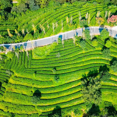 象窝山生态茶园