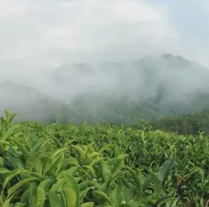 西岩茶场