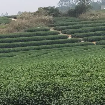 茗上茗茶园