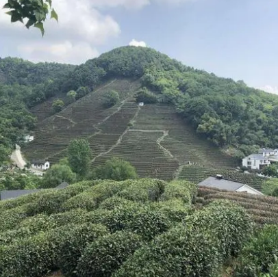 狮峰山