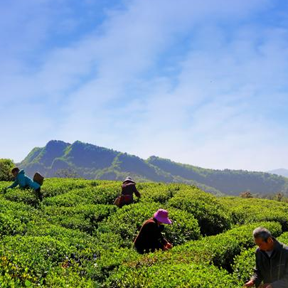 石门云中君有机茶园