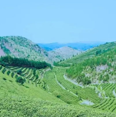 衡阳耒阳市龙塘镇江头村江头贡茶园