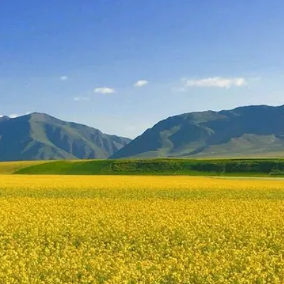 门源油菜花海