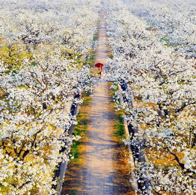 砀山县