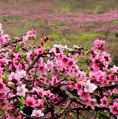 龙泉桃花故里