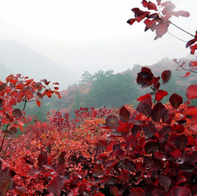 桐柏红叶景区