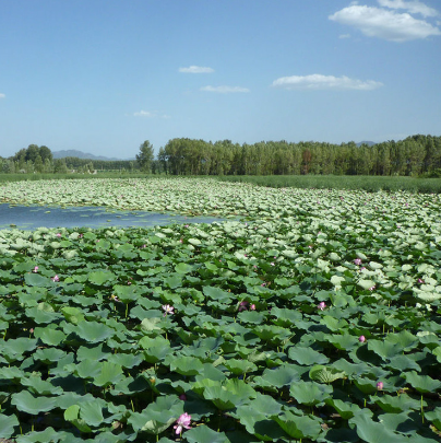 野鸭湖国家湿地公园