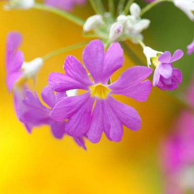 樱花草