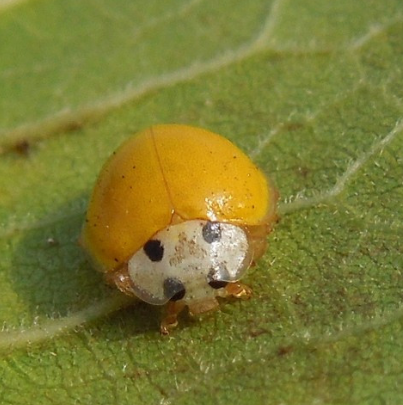 柯氏素菌瓢虫