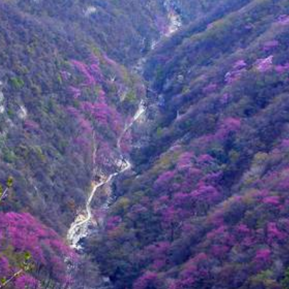 秦岭太平国家森林公园