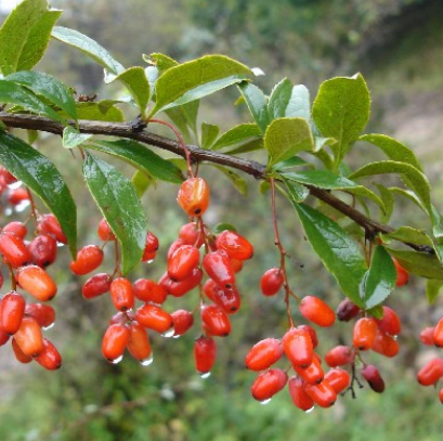 山茱萸