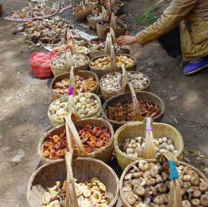 关上食菌一条街