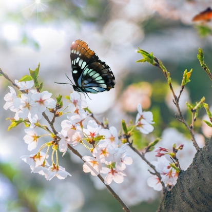 屈家岭桃花