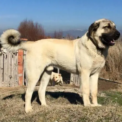 坎高犬