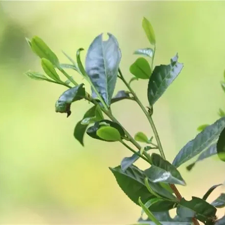 鸟接茶