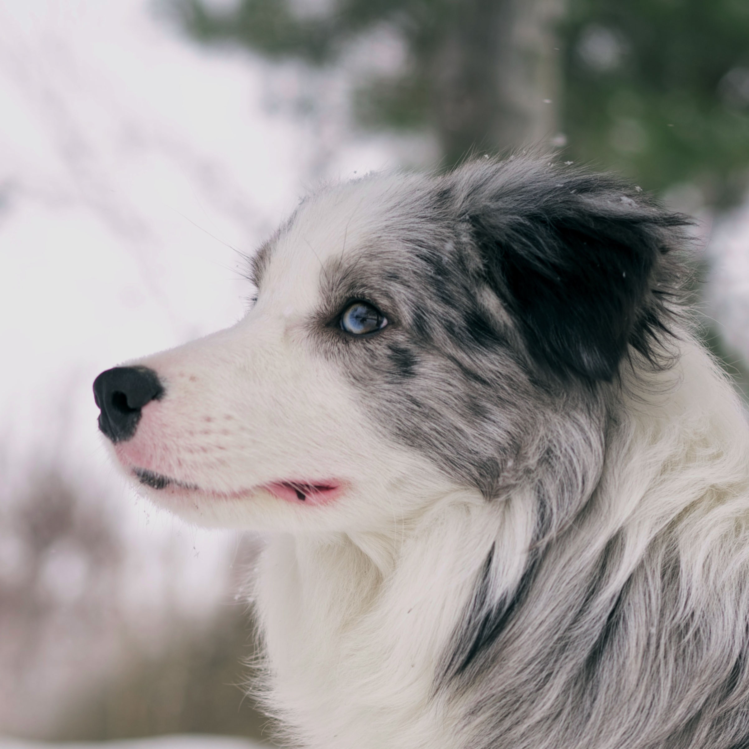 边境牧羊犬