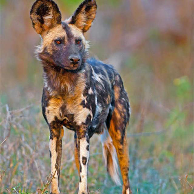 非洲野犬