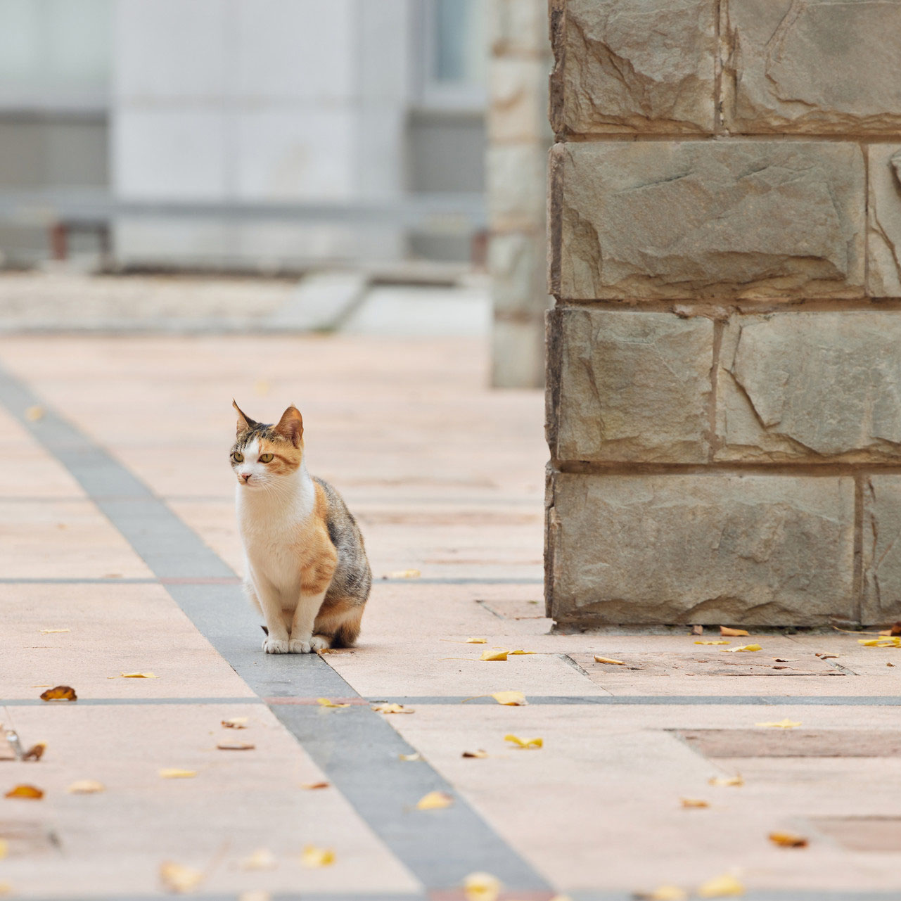 三花猫