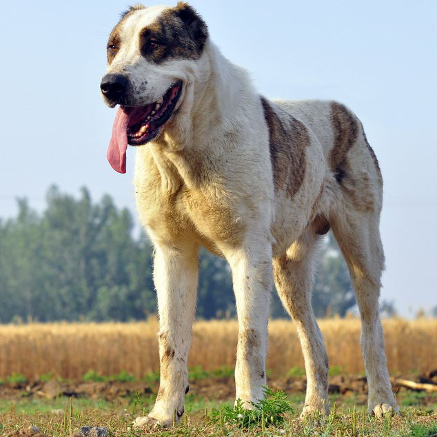 中亚牧羊犬