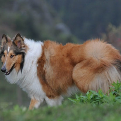 苏格兰牧羊犬