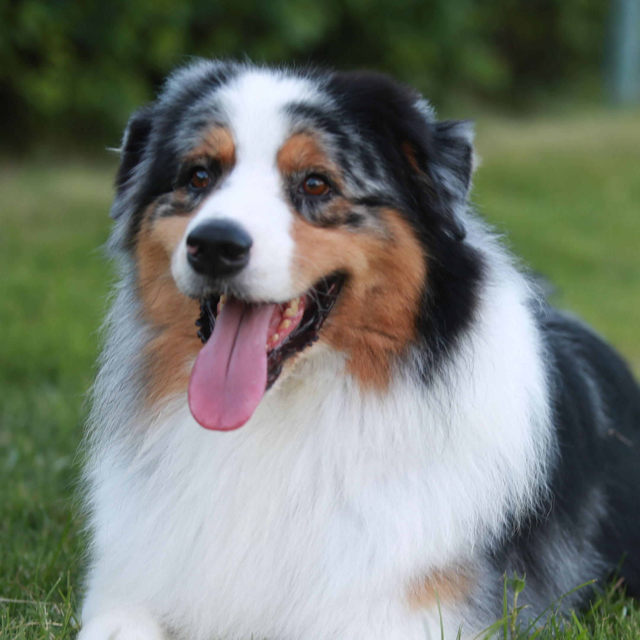 澳大利亚牧羊犬