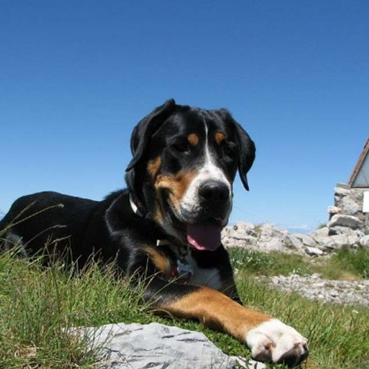 大瑞士山地犬