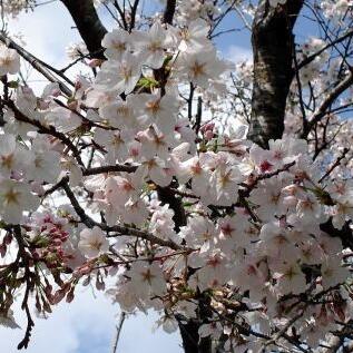 樱花树