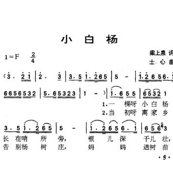 小白杨