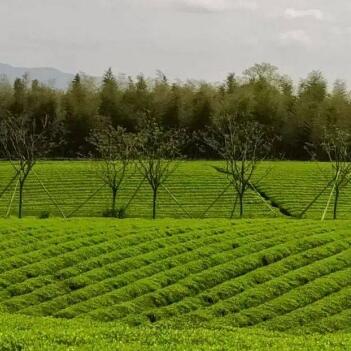 章镇茶叶