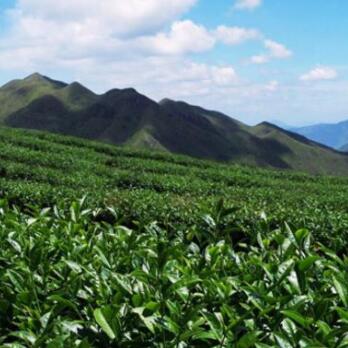 漳平高山茶