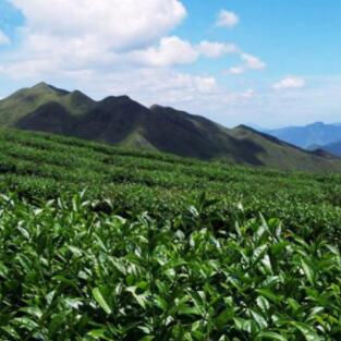 台品高山茶