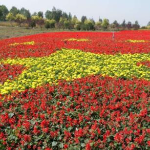 濮阳世锦园鲜花基地