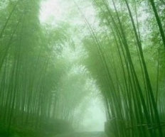 桃花江竹海风景区