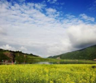 集安鸭绿江油菜花海景区