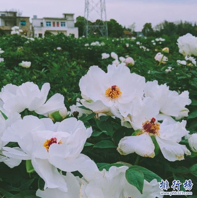 山水涧花海