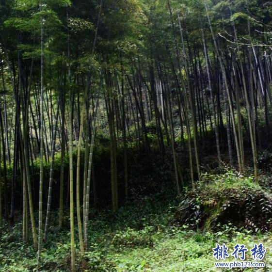 汉中楠竹园