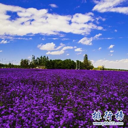 金昌紫金花城