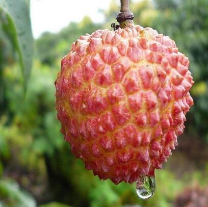 麻垌荔枝