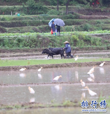 胶莱镇