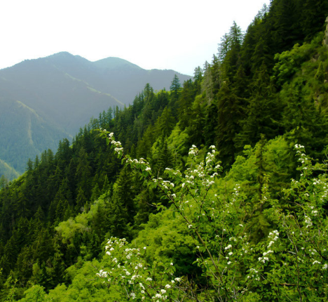 渝中兴隆山