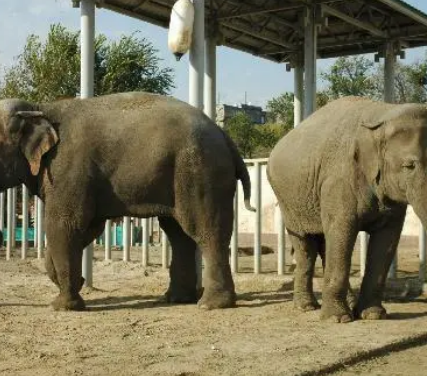 Vinnytsya Zoo