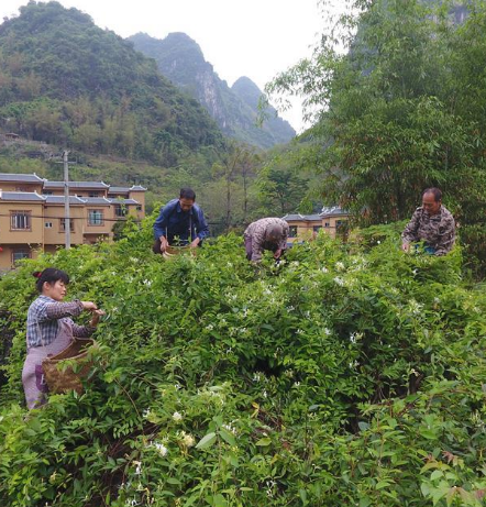 古朗瑶乡金银花公园