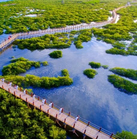 金海湾红树林生态旅游区