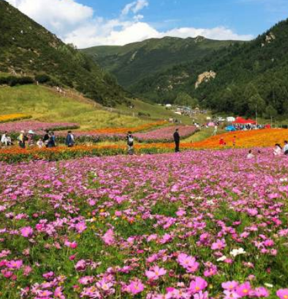 大通安家花海