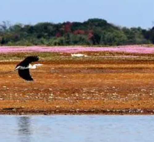 鄱阳湖畔