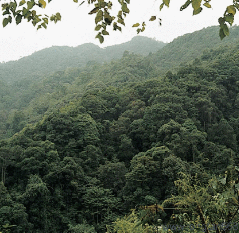 天峨县大山原始森林景区