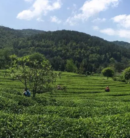 青竹山