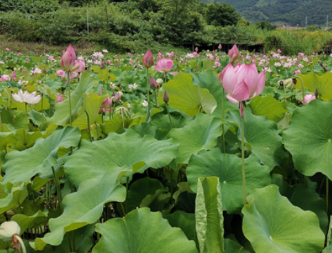 西林宫保风情岛